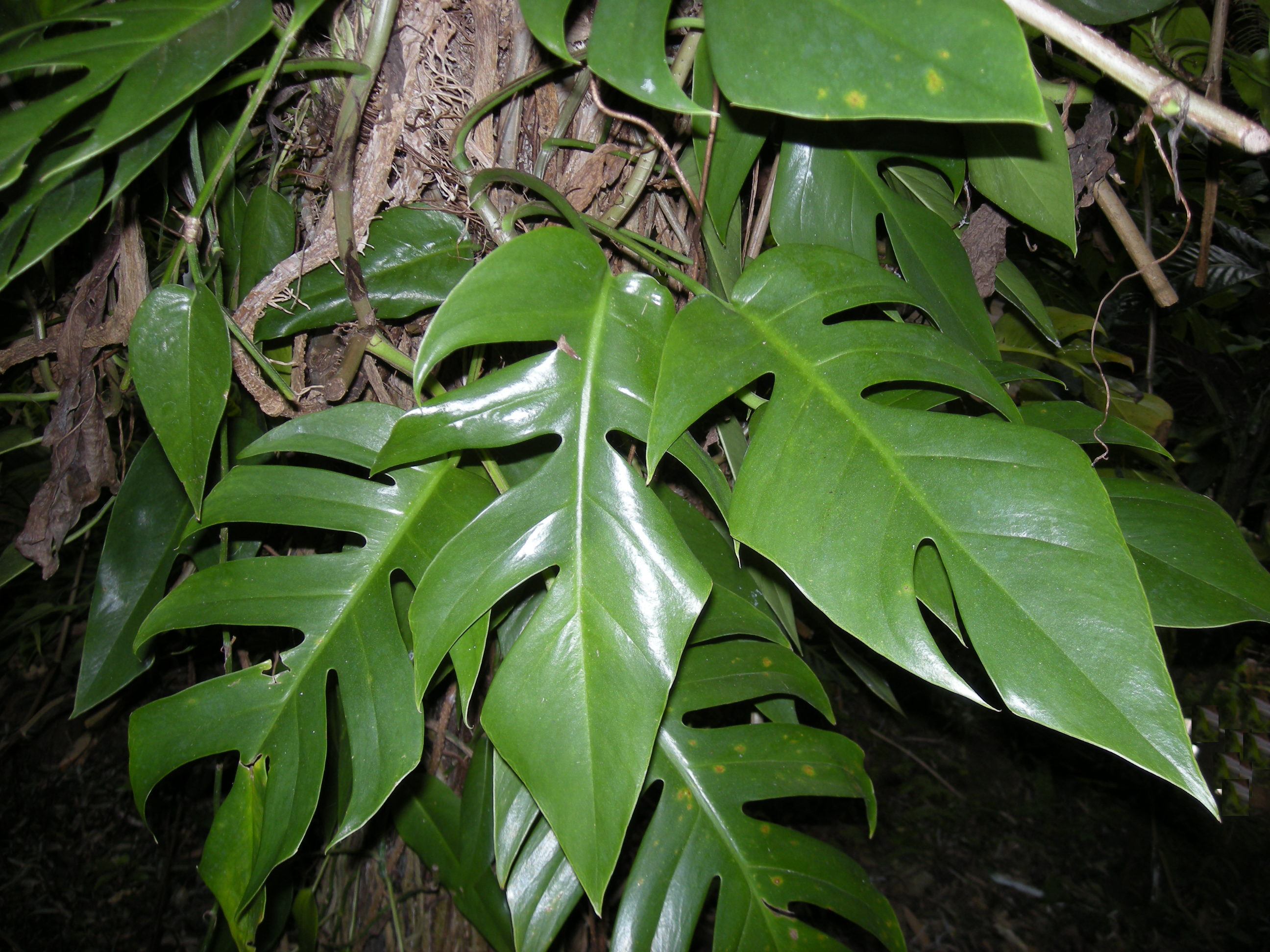COADA DRAGONULUI