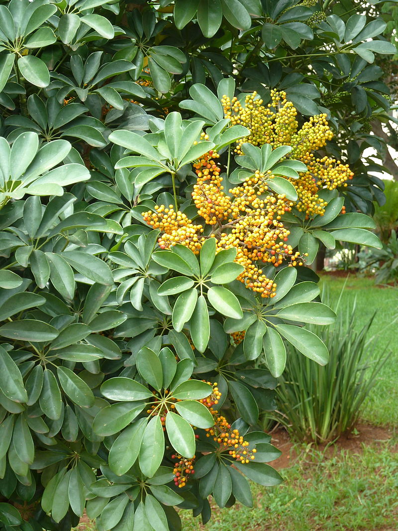 SCHEFFLERA<br /><span>Copac Umbrelă Mică</span>