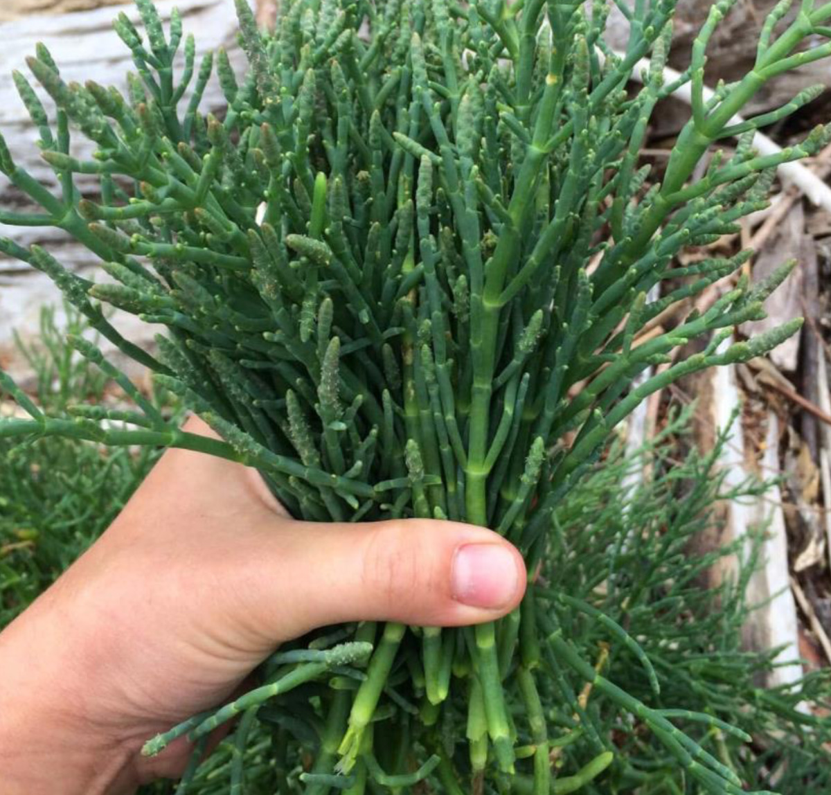 SALICORNIA<br /><span>Dwarf Glasswort</span>