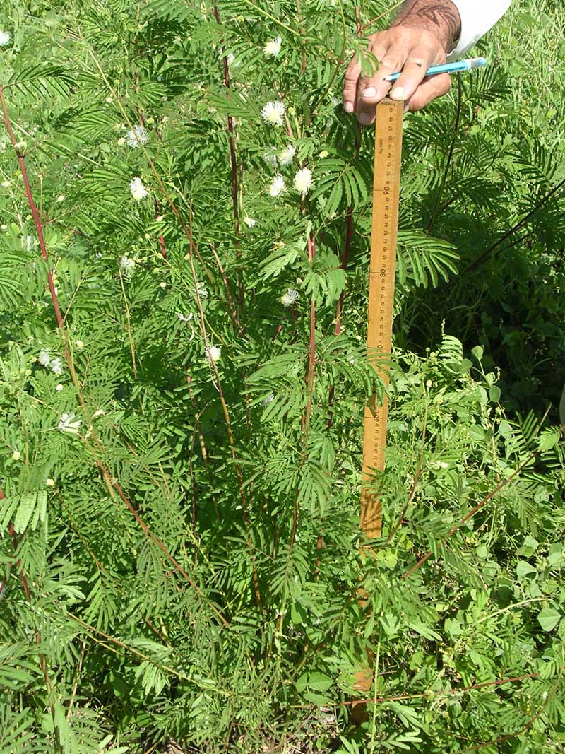 DESMANTHUS<br /><span>Dwarf Koa</span>