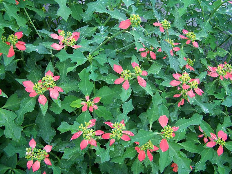 EUPHORBIA<br /><span>Dwarf Poinsettia</span>