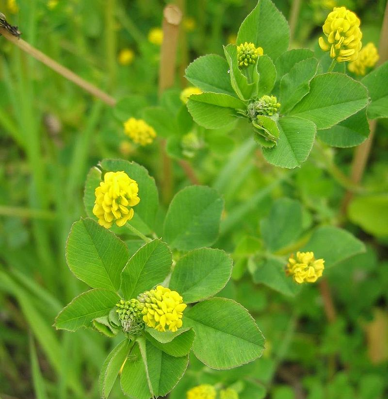 MEDICAGO<br /><span>Trifoi Mărunt</span>