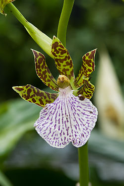 ZYGOPETALUM<br /><span>Zygopetalon</span>