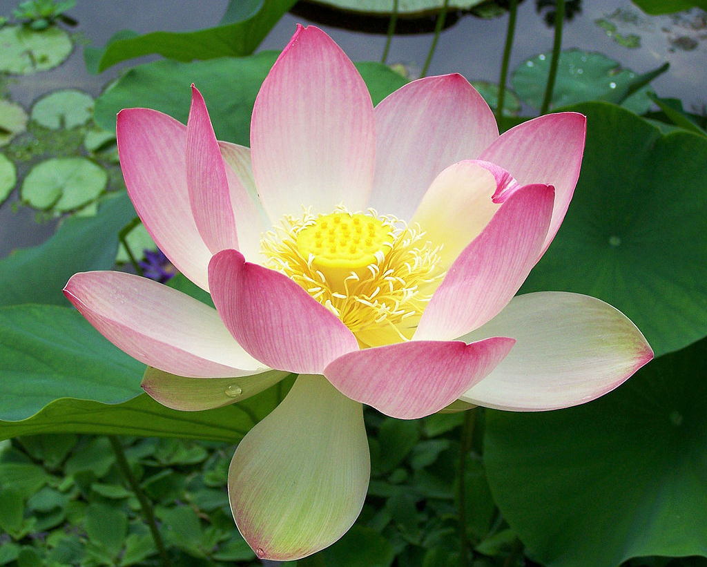 NELUMBO<br /><span>East Indian Lotus</span>