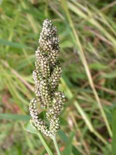 ECHINOCHLOA<br /><span>Japanese Millet</span>