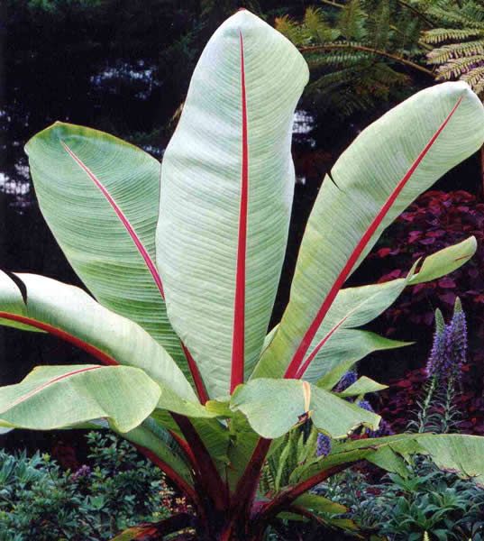 ENSETE
