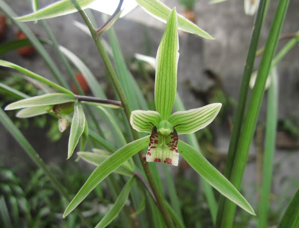 CYMBIDIUM<br /><span>Orhidee De Iarnă</span>
