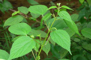 BOEHMERIA<br /><span>Urzică Falsă</span>