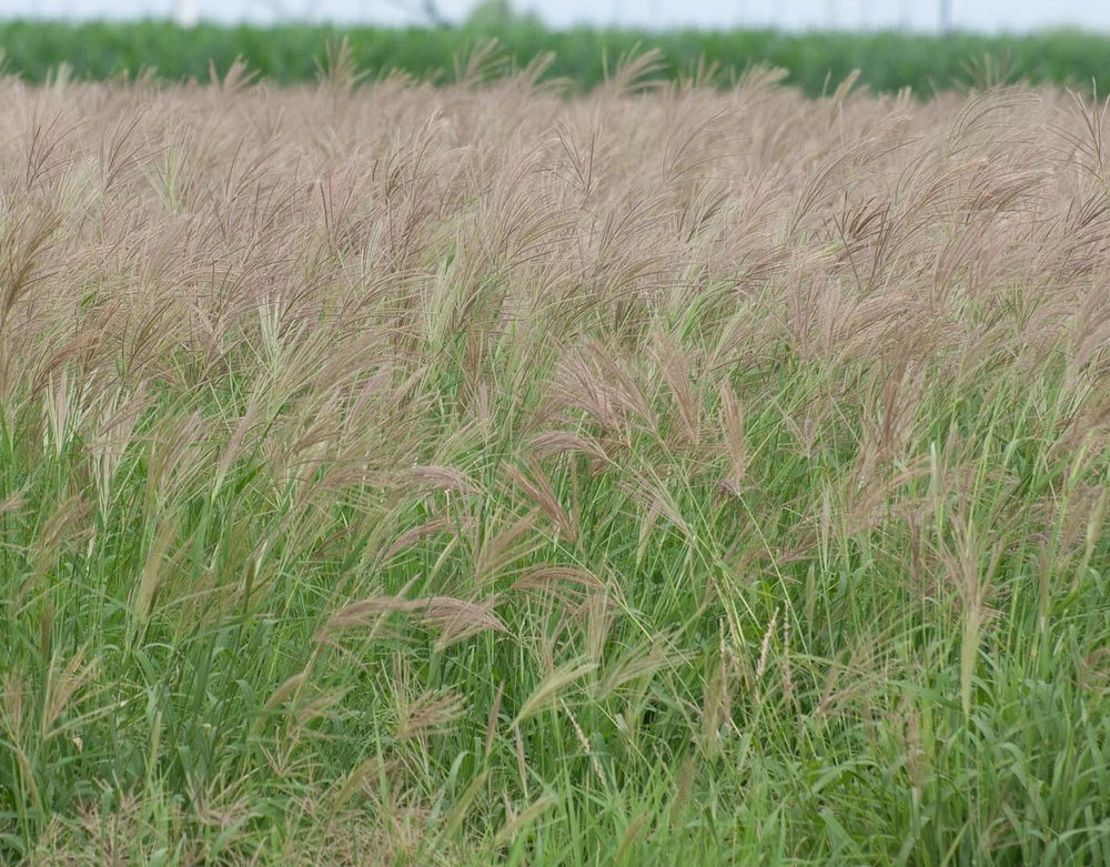 TRICHLORIS<br /><span>False Rhodes Grass</span>