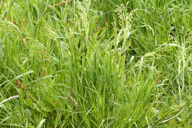 POA<br /><span>Iarba Pajiștilor Albastră</span>