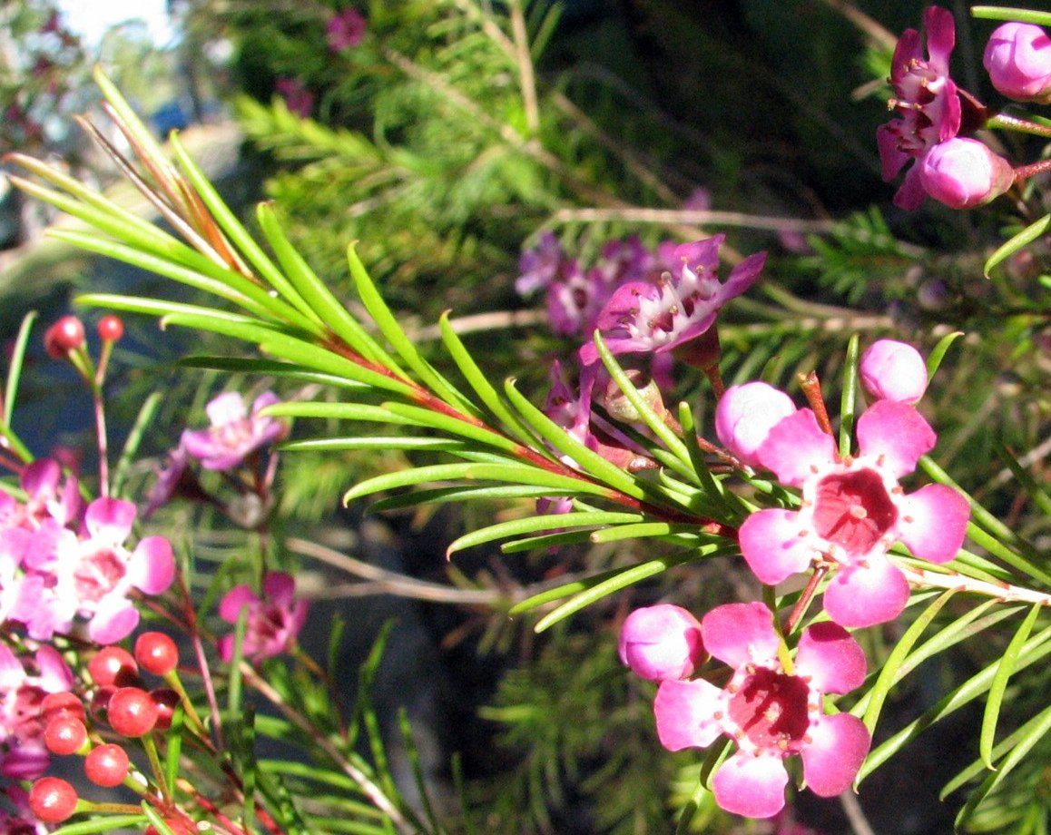 CHAMELAUCIUM<br /><span>Floare De Ceară</span>