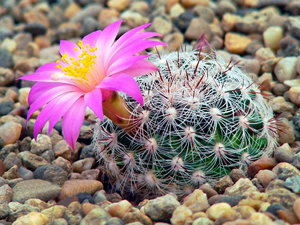 MAMMILLARIA