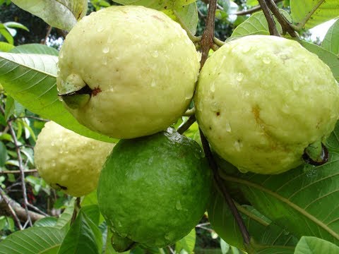 PSIDIUM<br /><span>Guava</span>