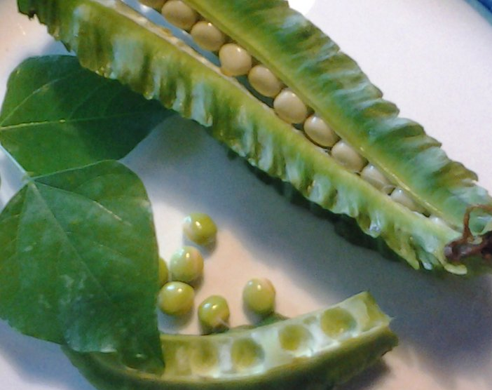 PSOPHOCARPUS<br /><span>Fasole Cu Aripi</span>