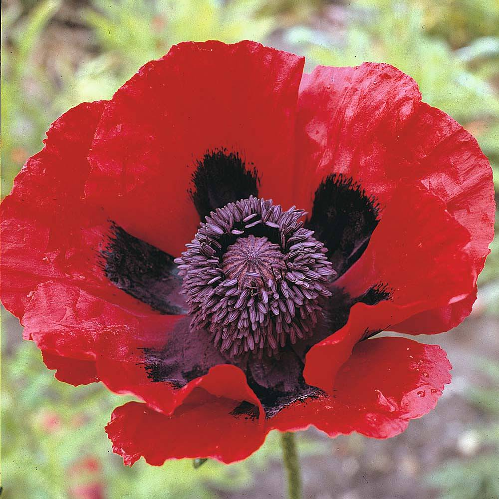 PAPAVER<br /><span>Great Scarlet Poppy</span>