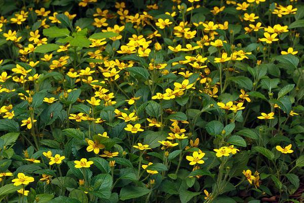 CHRYSOGONUM<br /><span>Green-And-Gold</span>