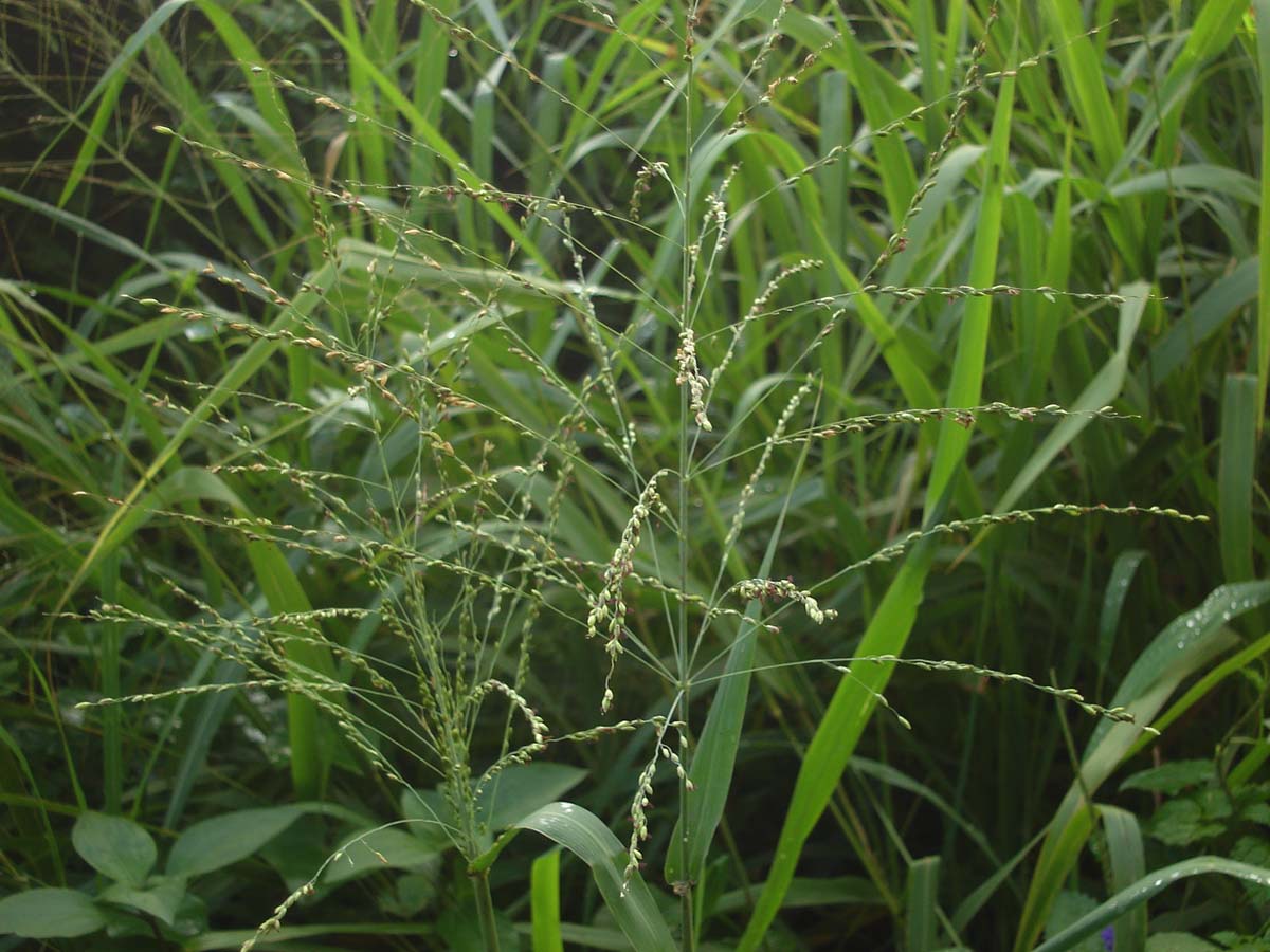 MEGATHYRSUS<br /><span>Green Panic Grass</span>