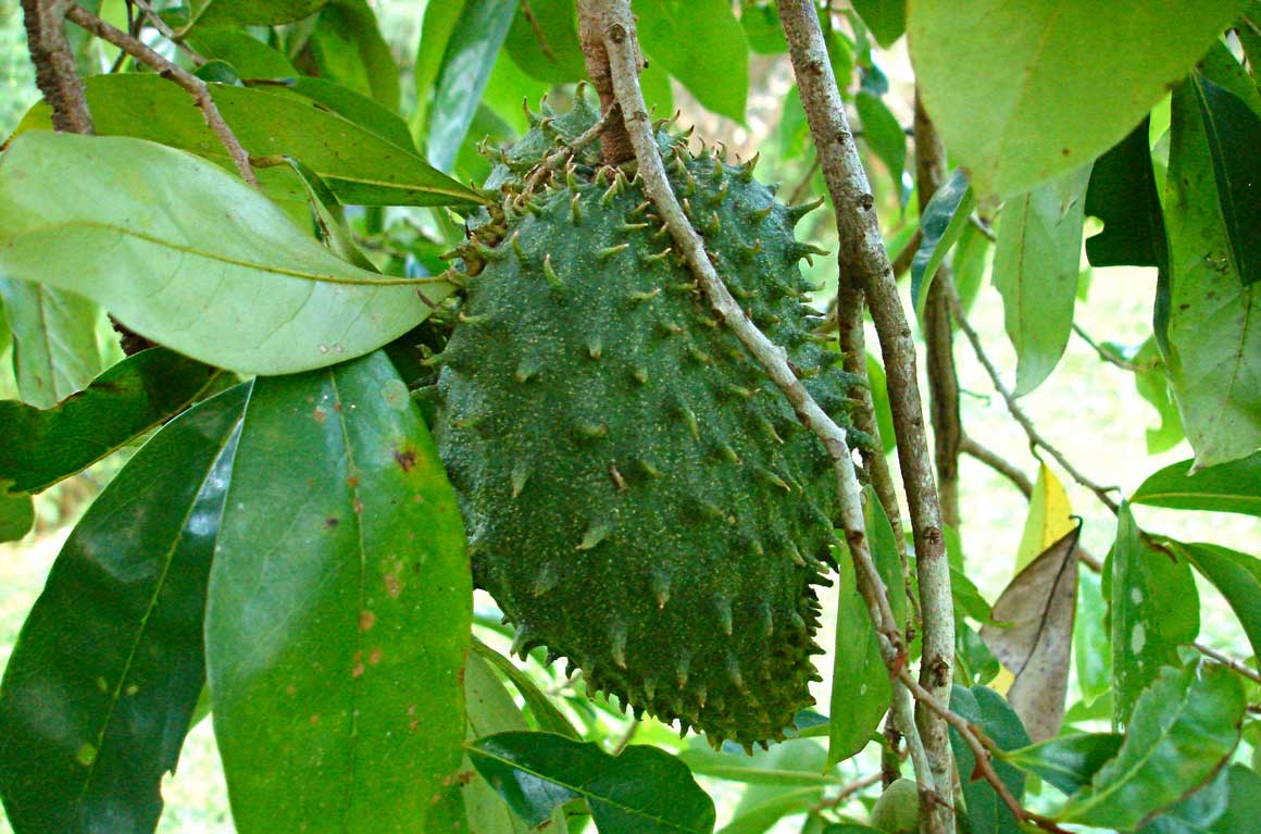 ANNONA<br /><span>Pawpaw Brazilian</span>
