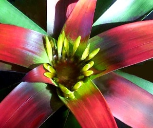 GUZMANIA