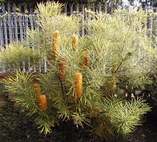 BANKSIA