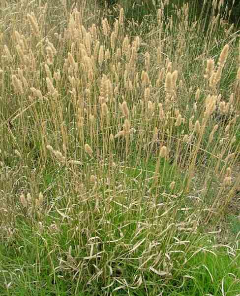 PHALARIS<br /><span>Harding`s Grass</span>