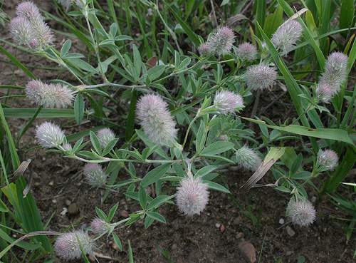 TRIFOLIUM<br /><span>Hare`s Foot</span>