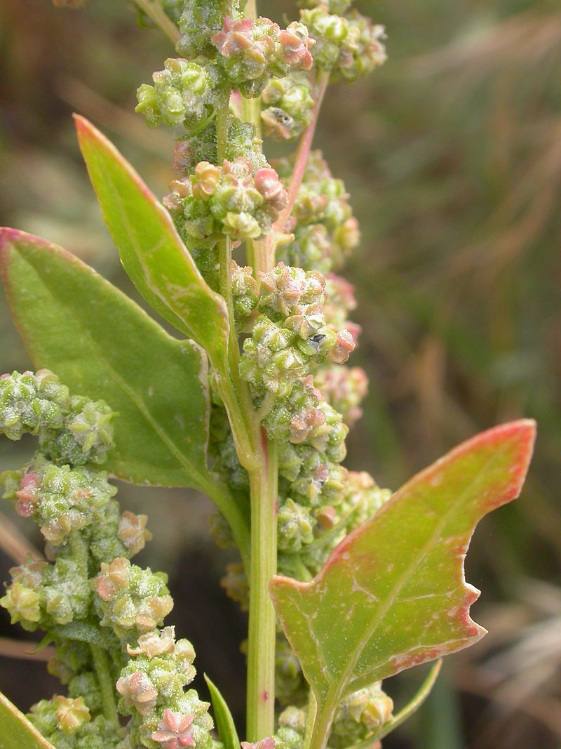 CHENOPODIUM<br /><span>Talpa Gâștei</span>