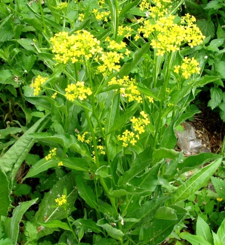 BUNIAS<br /><span>Rucola Turcească</span>