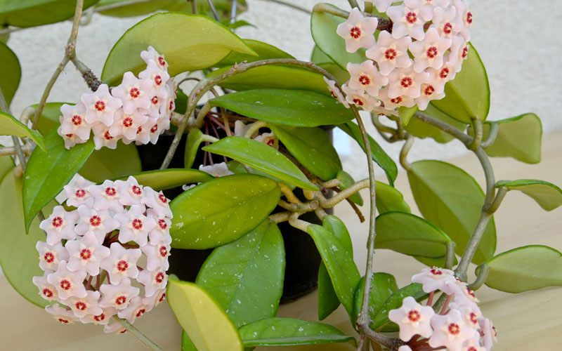 HOYA<br /><span>Floare De Porțelan</span>