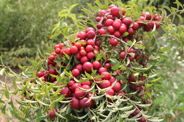 PRUNUS<br /><span>Cireș Scund Chinezesc</span>