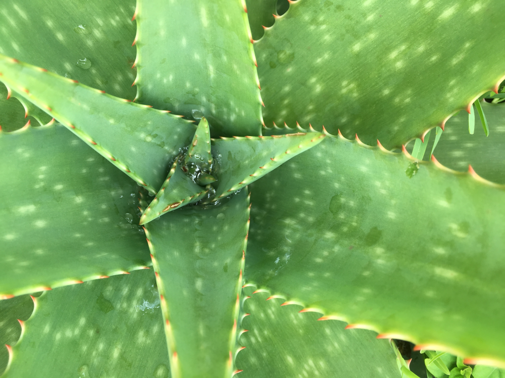 ALOE