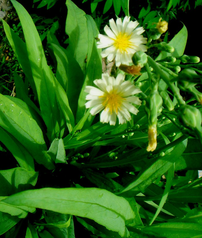 LACTUCA<br /><span>Salată Indiană</span>