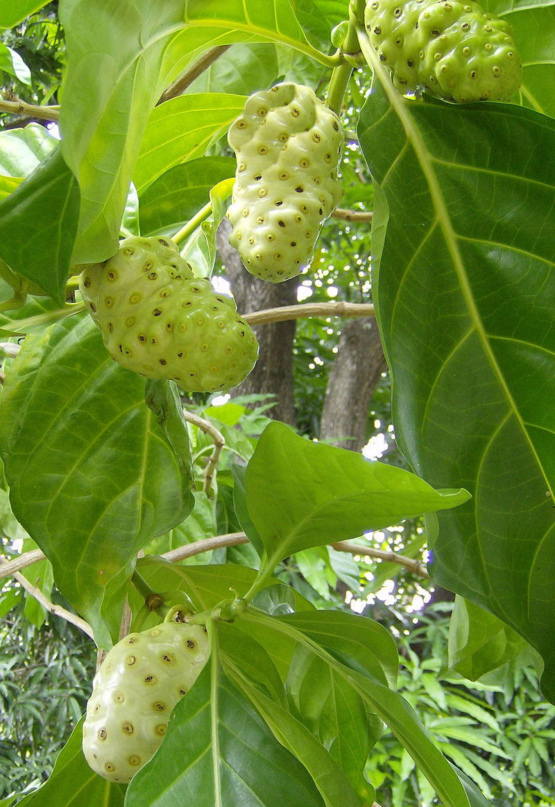 MORINDA<br /><span>Noni</span>