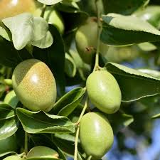 SIMMONDSIA<br /><span>Jojoba</span>