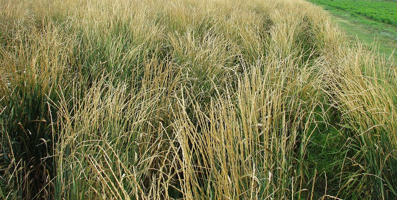 THINOPYRUM<br /><span>Iarbă De Grâu</span>