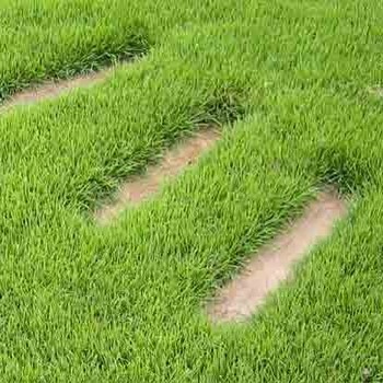 ZOYSIA<br /><span>Zoysia Grass</span>