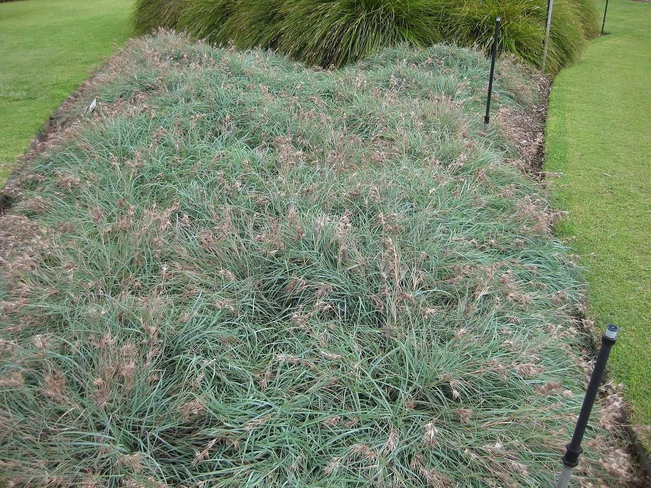 THEMEDA<br /><span>Kangaroo Grass</span>