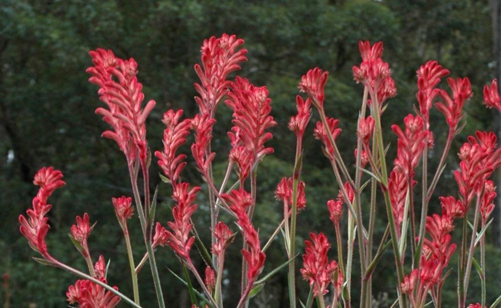 ANIGOZANTHOS<br /><span>Kangaroo Paw</span>