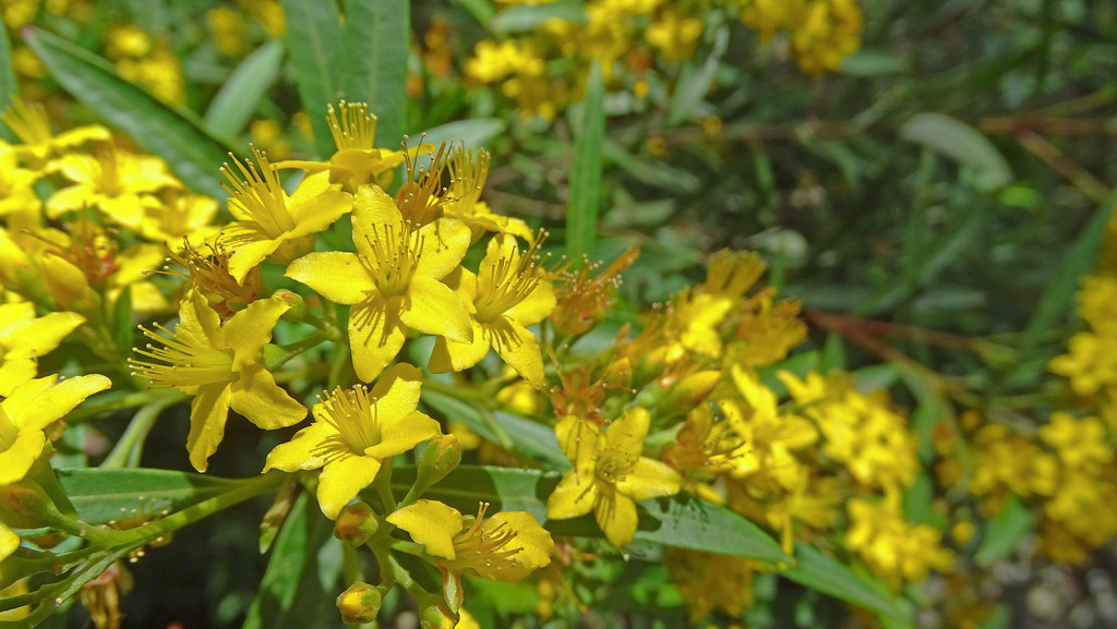 KUNZEA, TRISTANIOPSIS<br /><span>Kanuka, Kanooka</span>