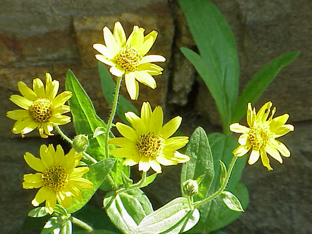 ARNICA<br /><span>Arnică</span>