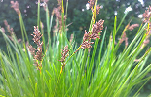 LEPIDOSPERMA<br /><span>Lion's Ear</span>