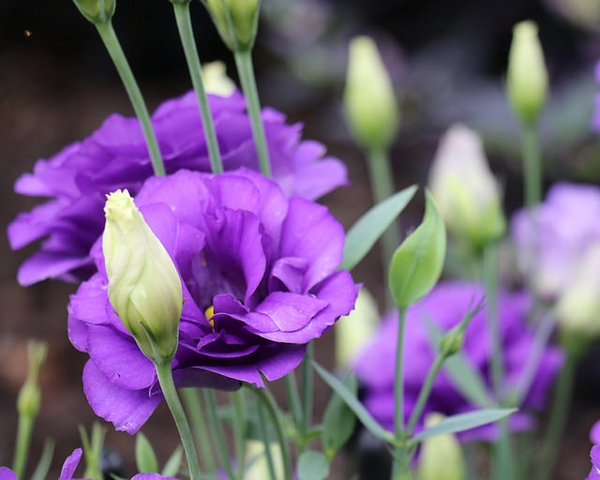 EUSTOMA<br /><span>Lisianthus</span>