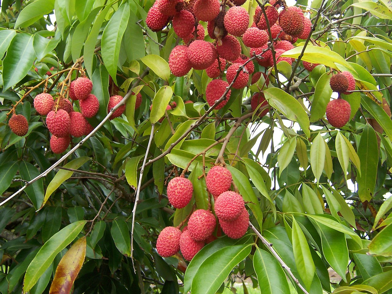 LITCHI<br /><span>Lici</span>