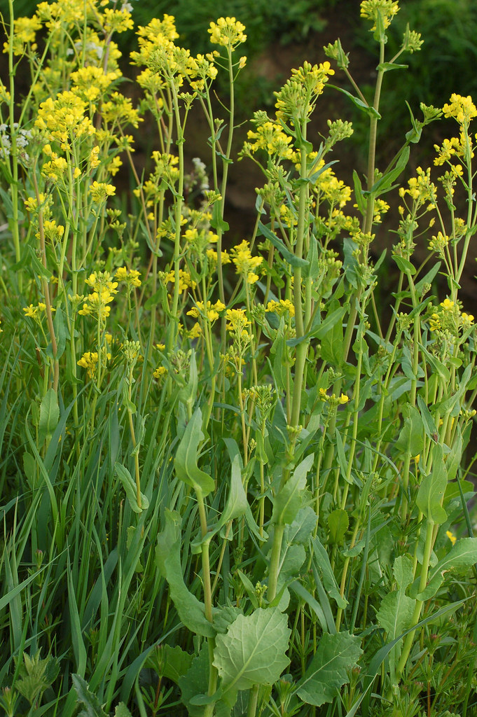 BRASSICA<br /><span>Rapiţă Naveta</span>