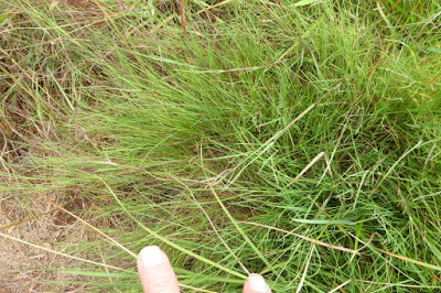 AGROSTIS<br /><span>Velvet Bent</span>