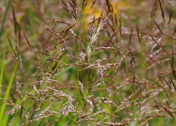 AGROSTIS<br /><span>Red Top</span>