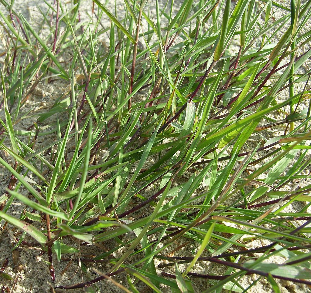 AGROSTIS<br /><span>Creeping Bent</span>