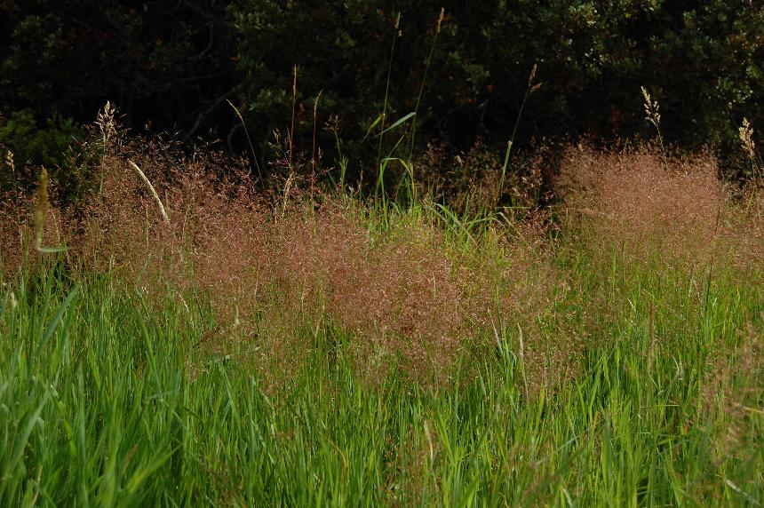AGROSTIS<br /><span>Brown Top</span>