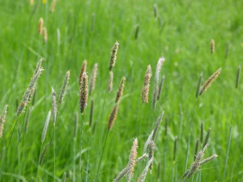 ALOPECURUS<br /><span>Meadow Foxtail</span>