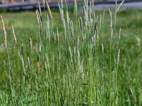 ARRHENATHERUM<br /><span>Tall Oatgrass</span>
